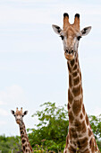 Two southern giraffes
