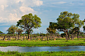 Impalas walking along a waterway