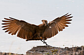 Hammerkop landing with a termite in its beak