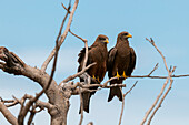 Two yellow-billed kites perching in a tree top
