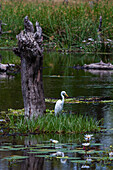 Great egret in a swamp