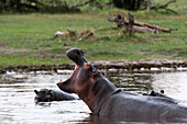 Hippopotamus exhibiting territorial behaviour