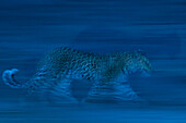 Leopard running in the darkness of night