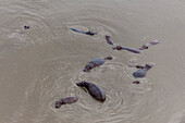 Herd of hippopotamuses in the water, aerial photograph