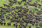 Herd of African buffalo, aerial photograph