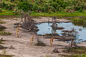 Southern giraffes running, aerial photograph