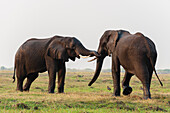 African elephants passing a grassy plain