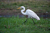 Great egret walking in grass