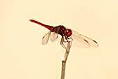 Red basker dragonfly perching on a twig
