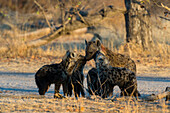 Spotted hyena with her pups