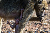 Newborn chacma baboon