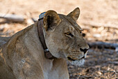 Lioness wearing a tracking collar