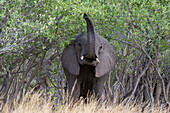 African elephant scenting the air
