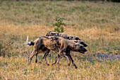 African wild dogs on the move