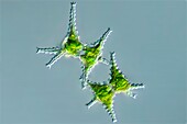 Staurastrum green algae, light micrograph