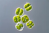 Cosmarium green algae, light micrograph