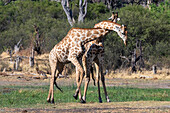 Southern giraffes sparring