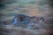 Leopard running in the grass