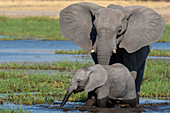 Elephant and calf drinking water