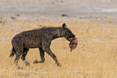 Spotted hyenas with a carcass