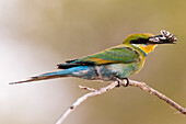Little bee-eater holding a cicada in its beak