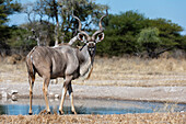 Male greater kudu at waterhole