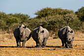 Thee white rhinoceroses walking towards the camera