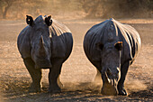 Two white rhinoceroses standing and looking at the camera
