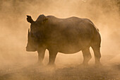 Silhouette of a white rhinoceros in a cloud of dust