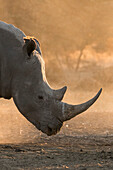 White rhinoceros at sunset in a cloud of dust