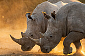 Two white rhinoceroses walking in a cloud of dust at sunset