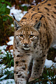 European lynx walking in snow