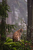 European lynx sitting on a mossy boulder in a foggy forest