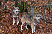 Two gray wolves in fallen leaves in a forest