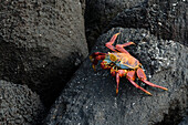 Sally lightfoot crab walking on volcanic rocks