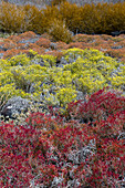 Colorful vegetation on Punta Suarez, Espanola Island, Galapagos, Ecuador