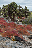 Sesuvium edmonstonei and cactus