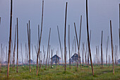 The marshes of Inle Lake, Myanmar