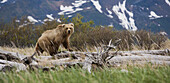 Brown bear, Katmai National Park