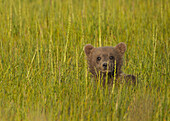 Brown bear cub, Lake Clark National Park