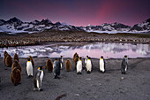 King Penguins, Aptenodytes patagonicus