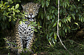 Jaguar, young animal