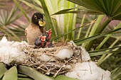 Yellow-vented bulbul hatchlings in nest