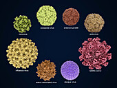 Human-infecting viruses, illustration