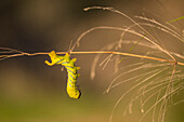 African death's-head hawkmoth caterpillar