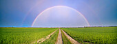 Field with a dirt road and a rainbow
