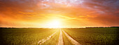 Green field with dirt road and sunset sky