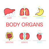 Body organs, conceptual illustration