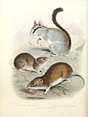 Dormouse and vole, 19th century illustration