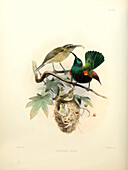 Palestine sunbirds, 19th century illustration